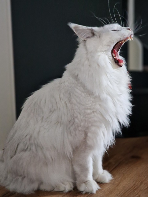 kaspian2025-08-001 (66 kb) click to view